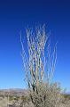 20081017 joshua tree 057